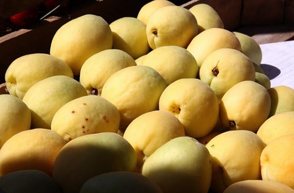 Frische Aprikosen aus Armenien  1kg   Lieferbar ab 26.06.2024  AUSVERKAUF